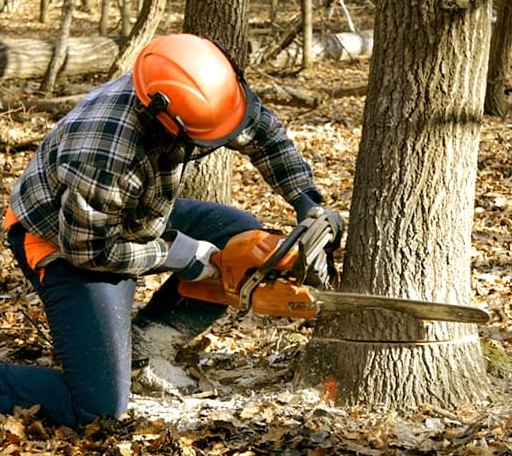 Tree Removal in Meriden, KS